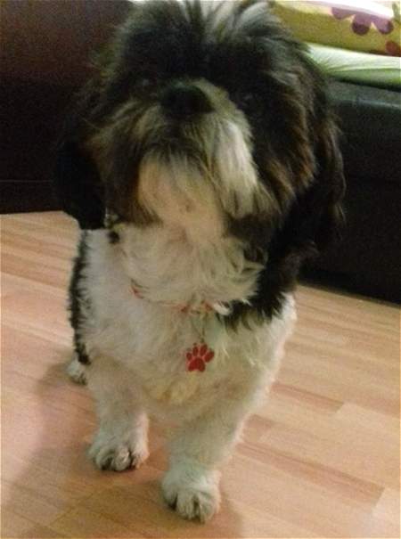 paw red ella.jpg